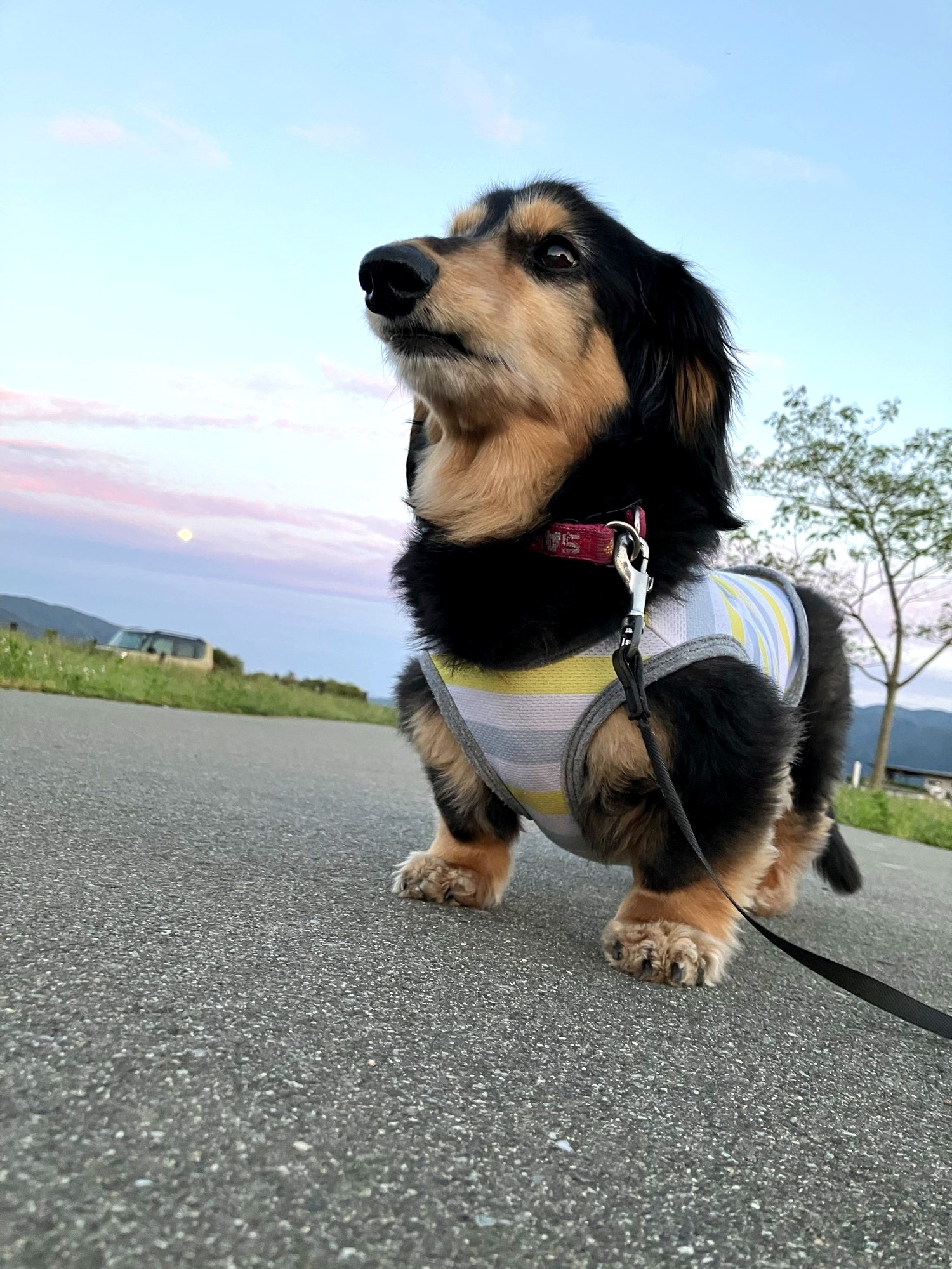 夕暮れの散歩中のマロン