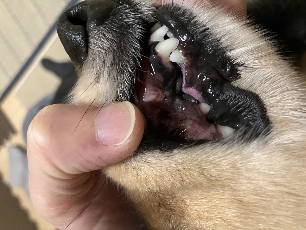 抜歯後の口の中。犬歯があった場所には歯がない