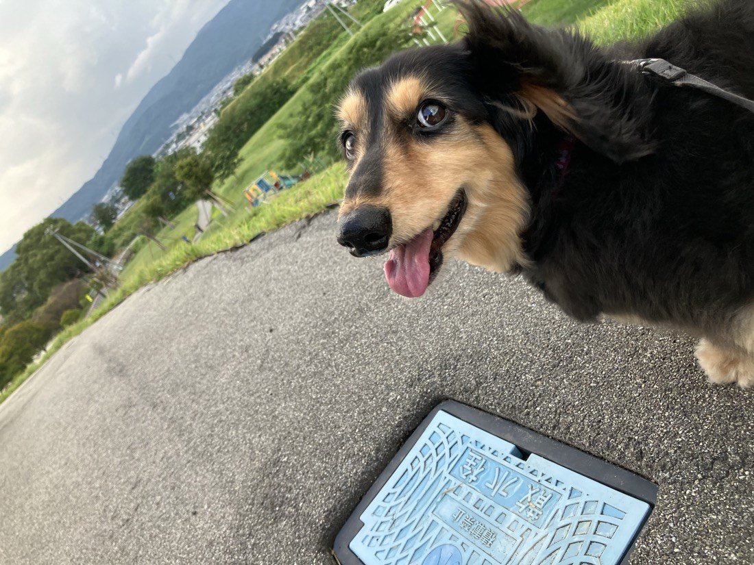 散歩中のマロン