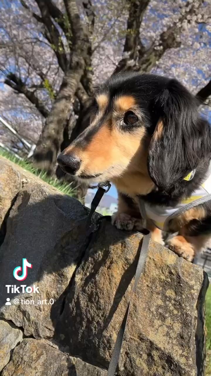 桜の下で散歩中のマロン、TikTok投稿より