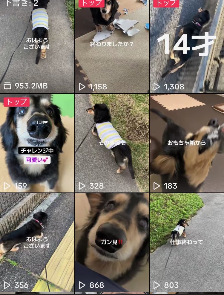 マロンのTikTokアカウントの投稿一覧