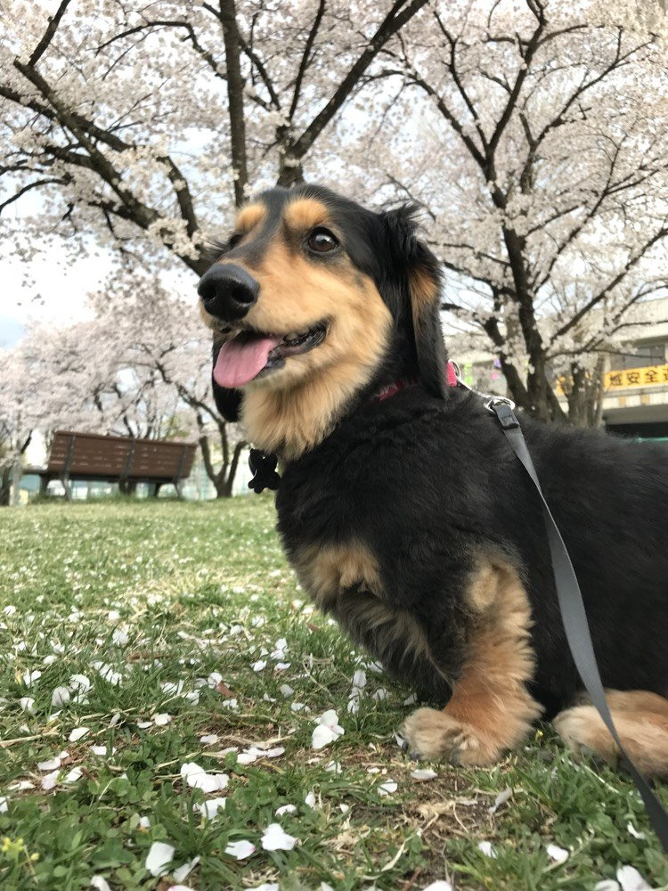 桜の下のマロン