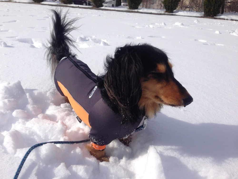 雪山を歩くマロン