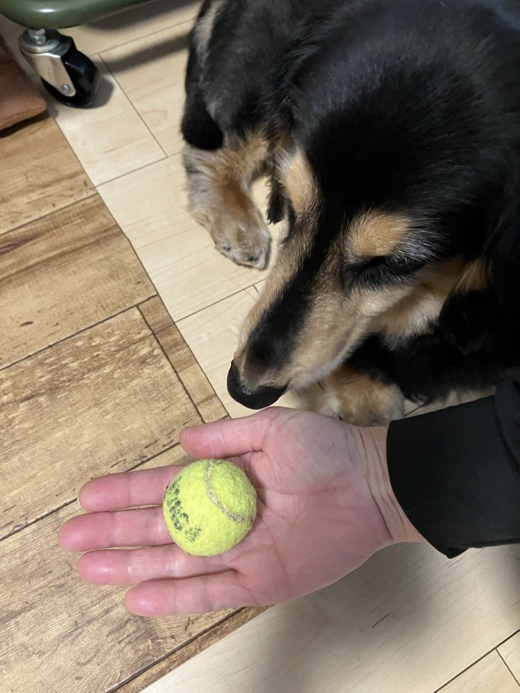 テニスボールとマロン